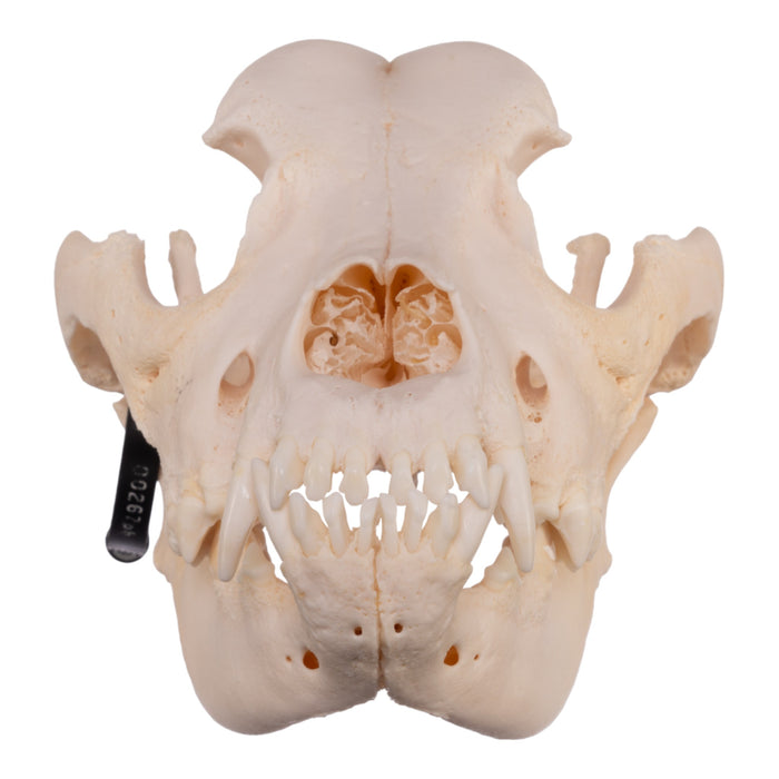 Real Domestic Dog Skull - Great Dane