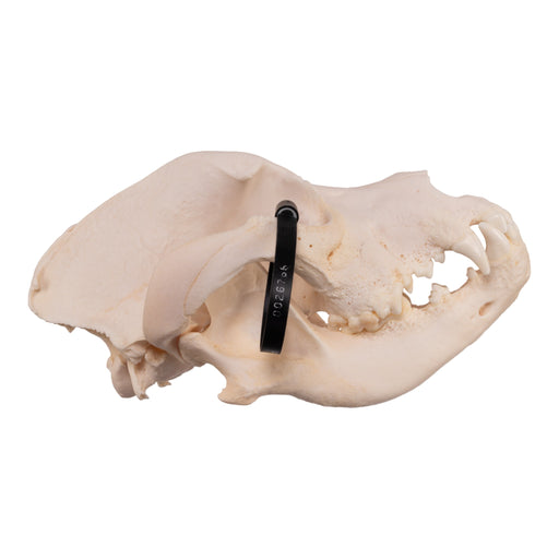 Real Domestic Dog Skull - Great Dane