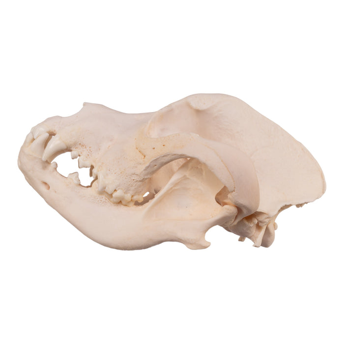 Real Domestic Dog Skull - Great Dane