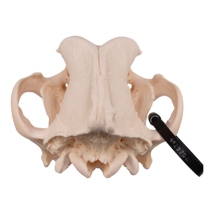 Real Domestic Dog Skull - Great Dane