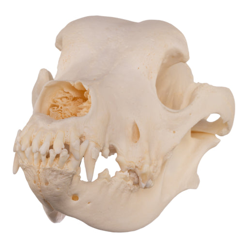 Real Domestic Dog Skull - Great Dane