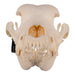 Real Domestic Dog Skull - Great Dane