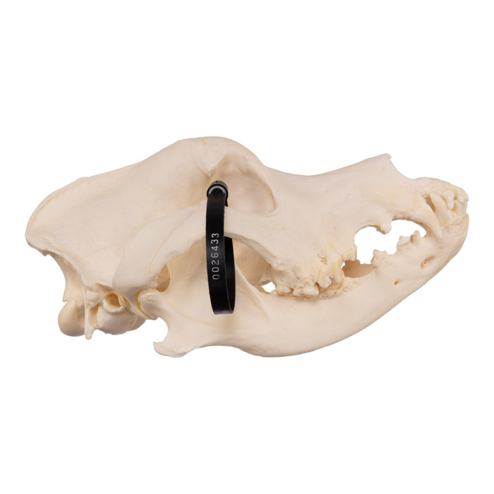 Real Domestic Dog Skull - Great Dane