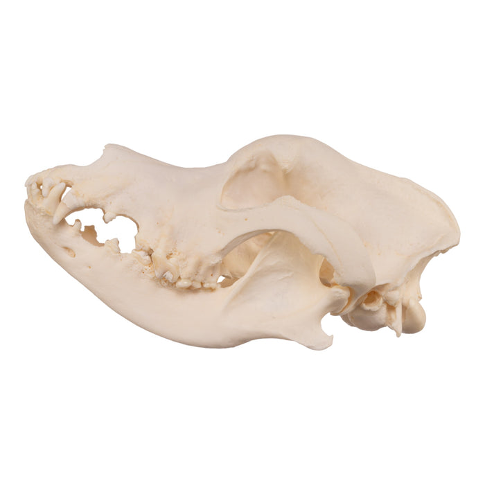 Real Domestic Dog Skull - Great Dane