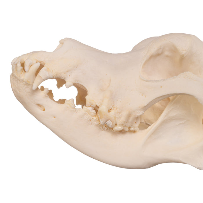 Real Domestic Dog Skull - Great Dane