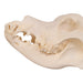 Real Domestic Dog Skull - Great Dane