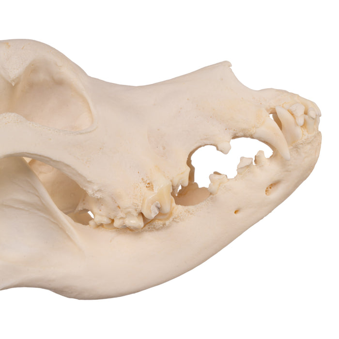 Real Domestic Dog Skull - Great Dane