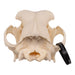 Real Domestic Dog Skull - Great Dane