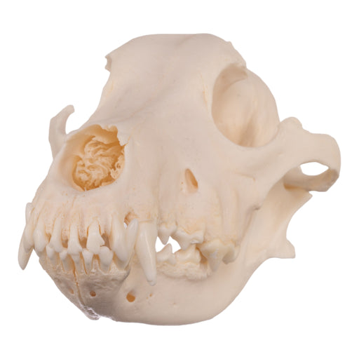 Real Domestic Dog Skull - Alaskan Malamute