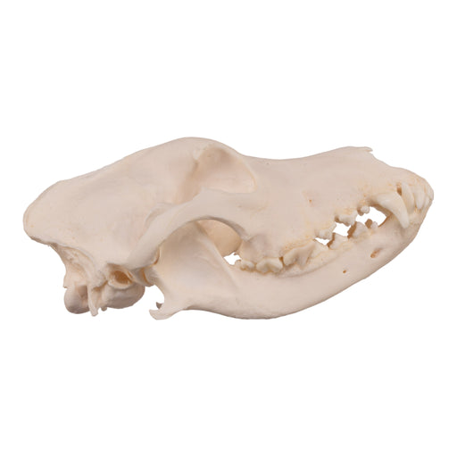 Real Domestic Dog Skull - Alaskan Malamute