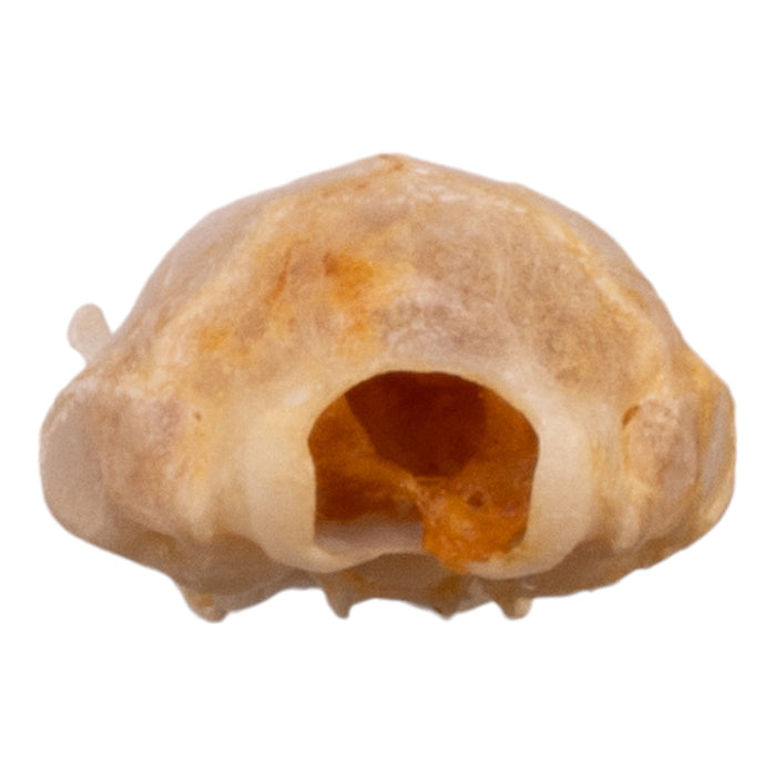 Real North American Least Shrew Skull