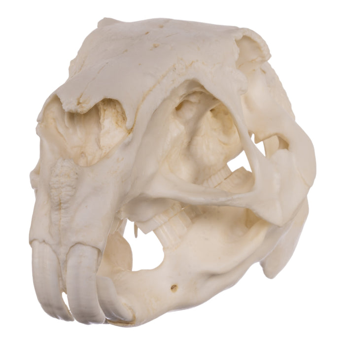 Replica Capybara Skull