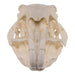 Replica Capybara Skull