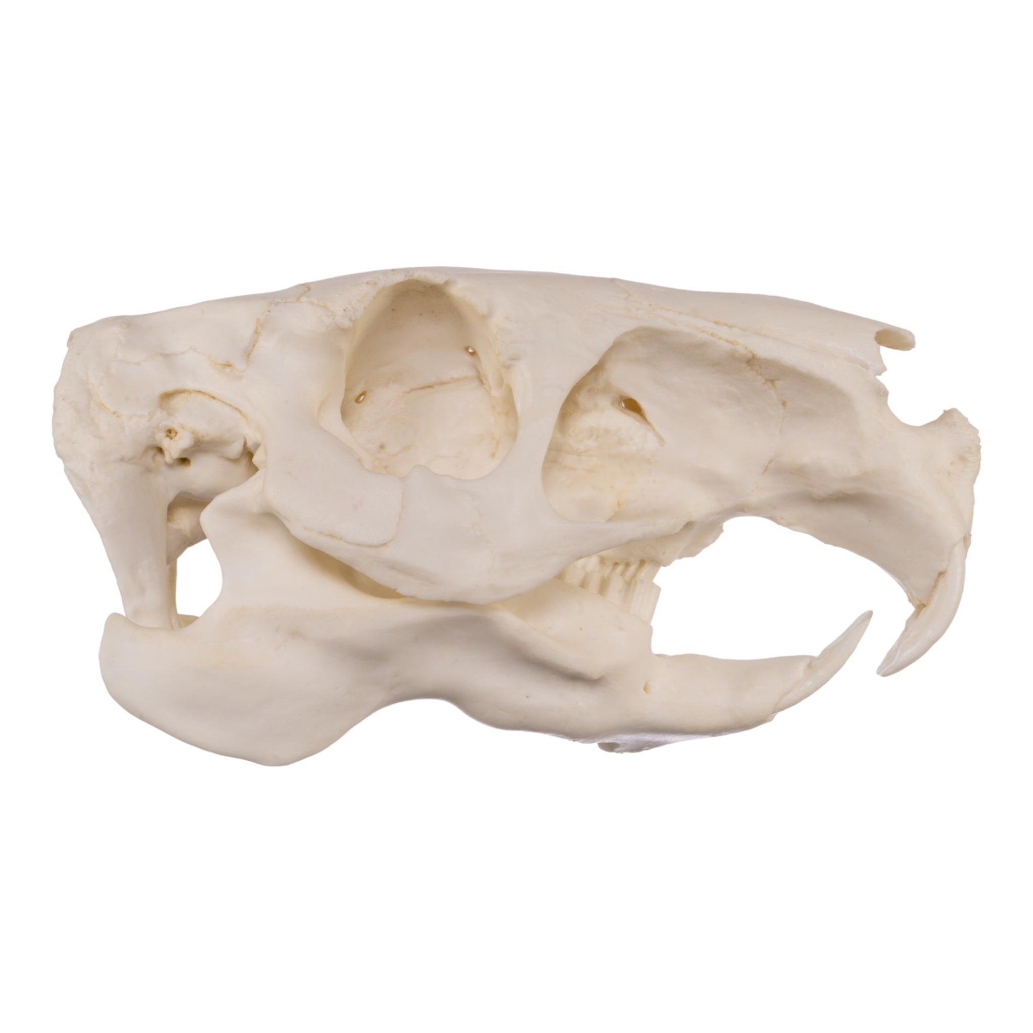 Replica Capybara Skull For Sale — Skulls Unlimited International, Inc.