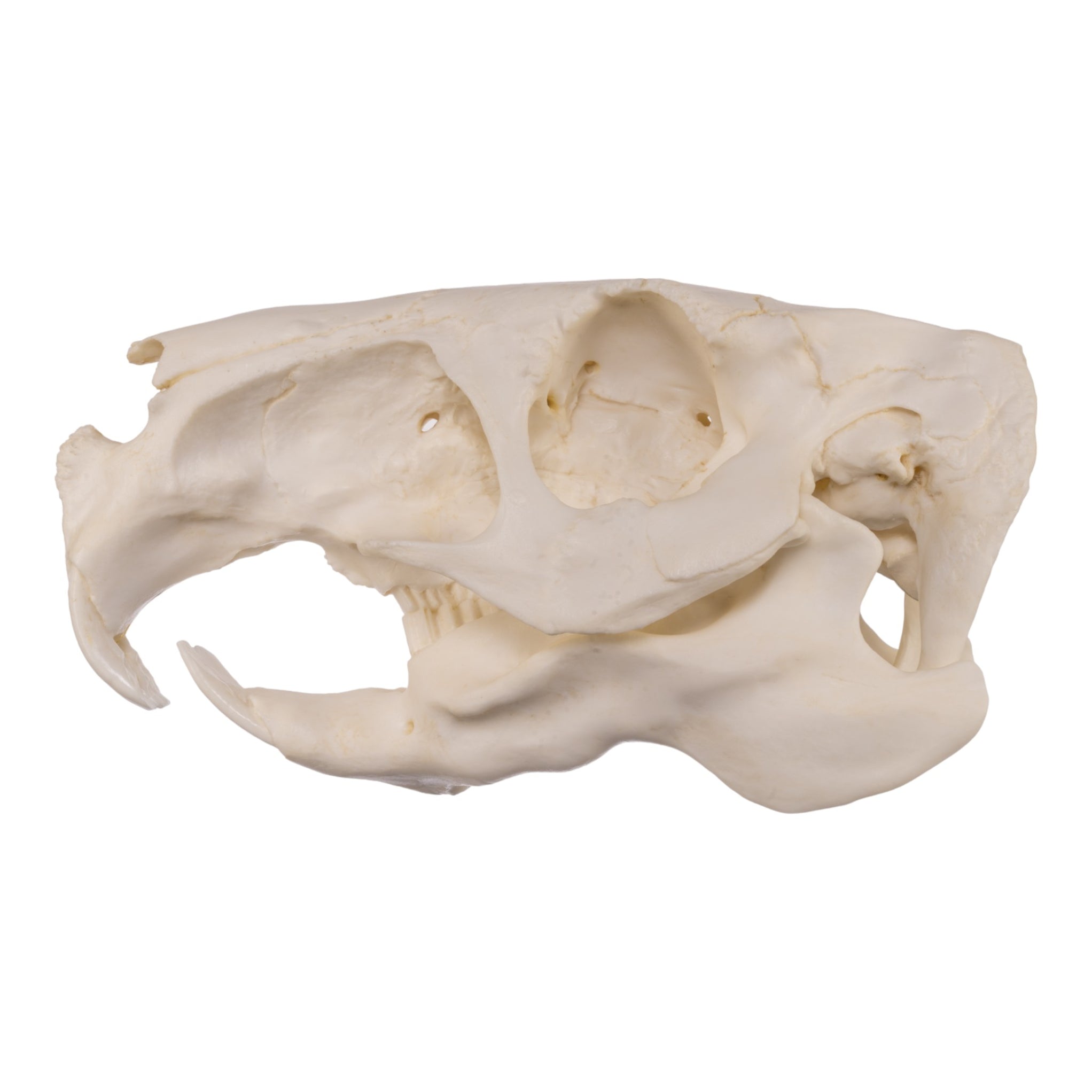 Replica Capybara Skull For Sale — Skulls Unlimited International, Inc.