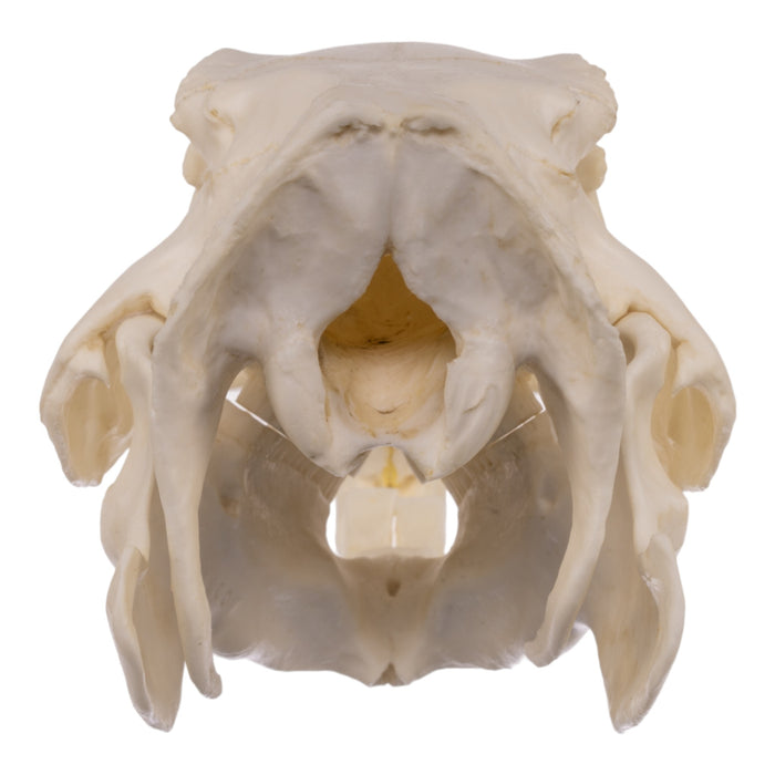 Replica Capybara Skull