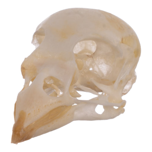 Real House Sparrow Skull