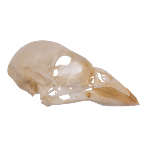 Real House Sparrow Skull