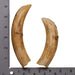 Replica Hippopotamus Teeth - Full Set of 12