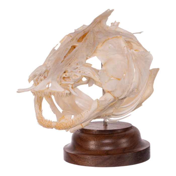 Real Catfish Skull on Stand