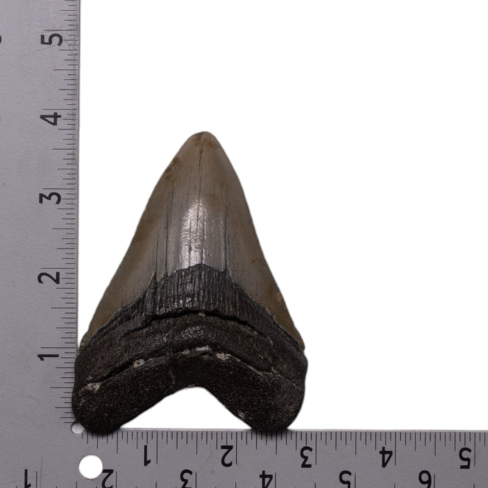 Real Megalodon Tooth