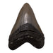 Real Megalodon Tooth