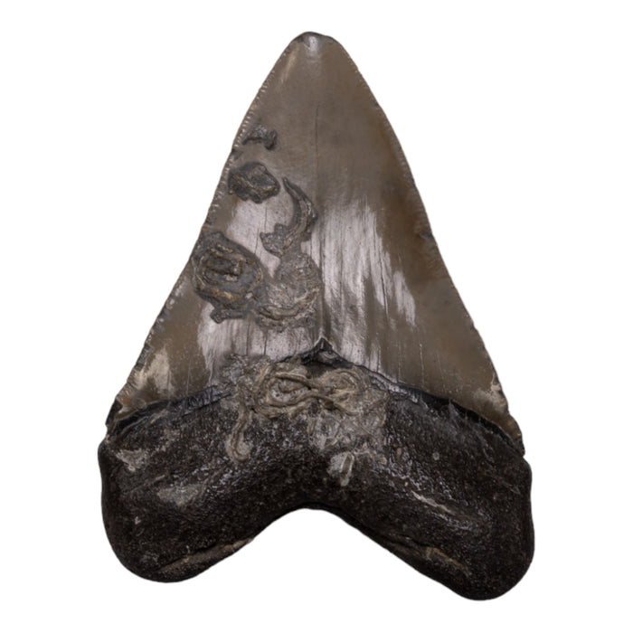 Real Megalodon Tooth