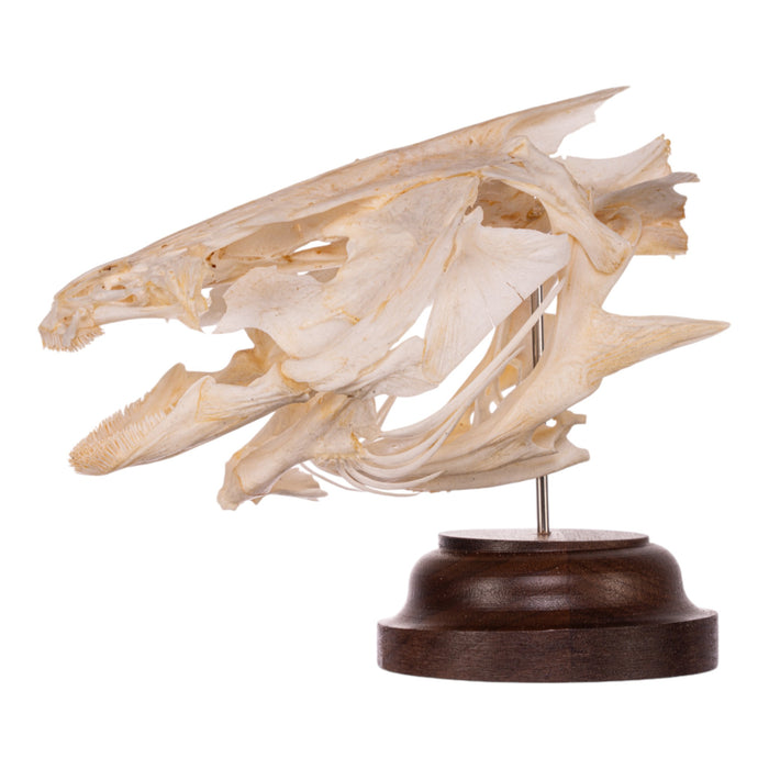 Real Catfish Skull on Stand