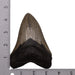 Real Megalodon Tooth