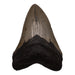 Real Megalodon Tooth