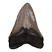 Real Megalodon Tooth