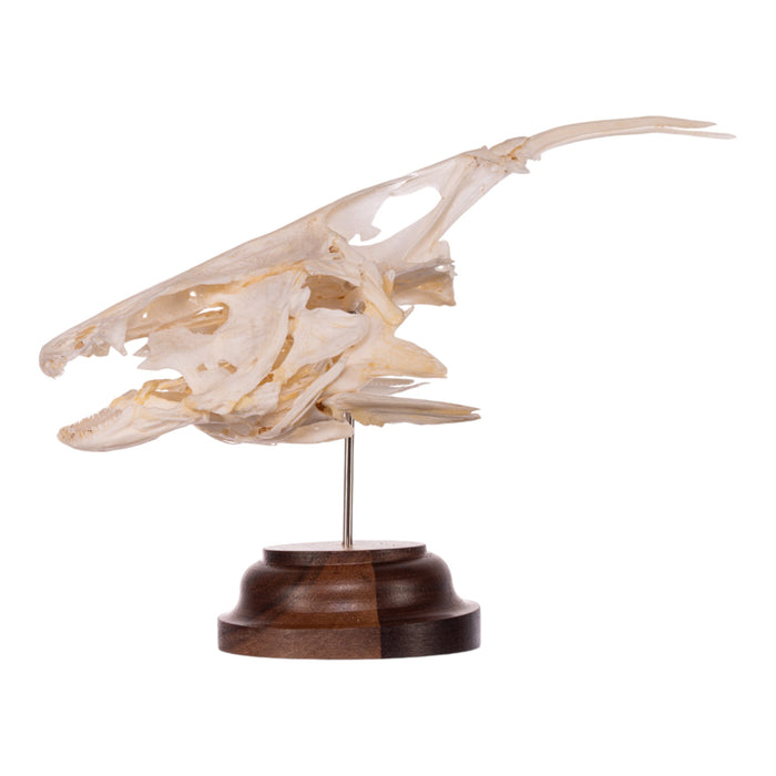 Real Catfish Skull on Stand