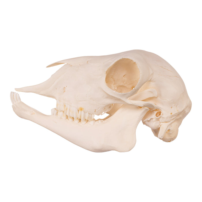 Real Domestic Goat Skull - Adolescent