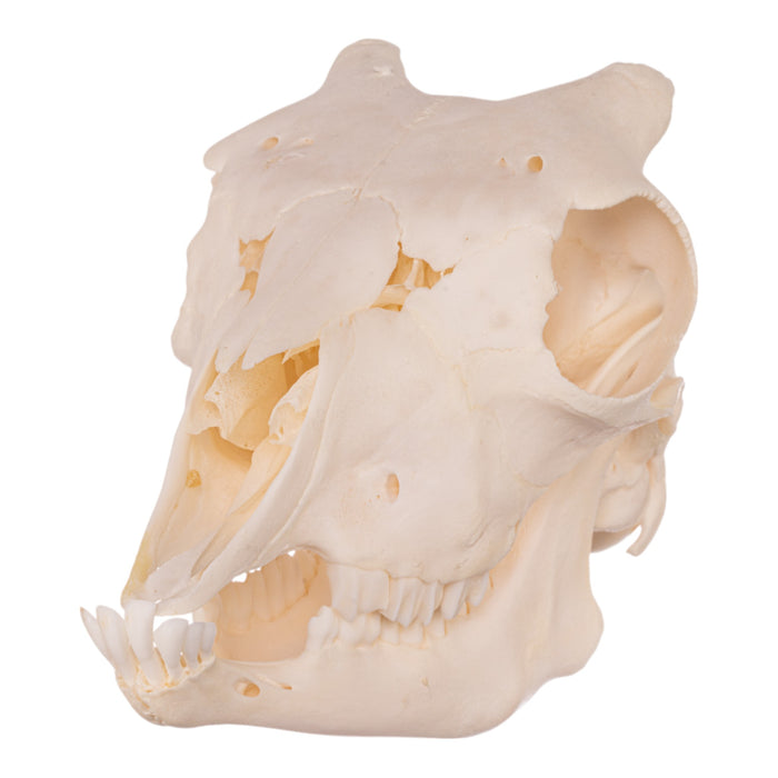 Real Domestic Goat Skull - Adolescent