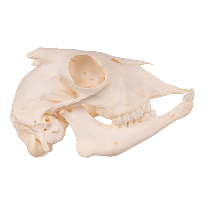 Real Domestic Goat Skull - Adolescent