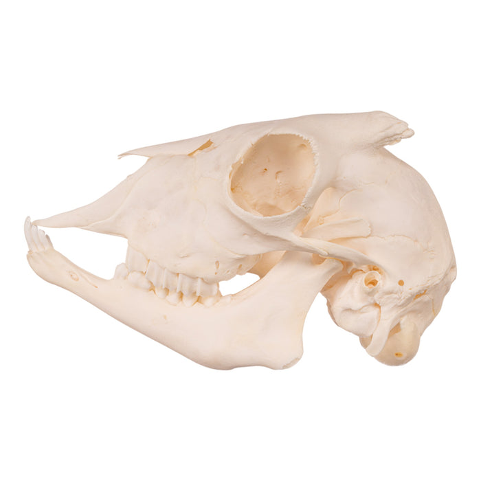 Real Domestic Goat Skull - Adolescent