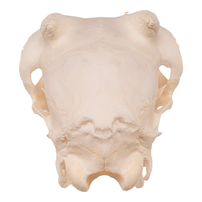 Real Domestic Goat Skull - Adolescent