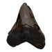 Real Megalodon Tooth