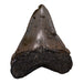 Real Megalodon Tooth