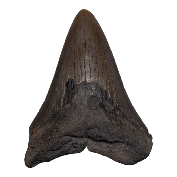 Real Megalodon Tooth