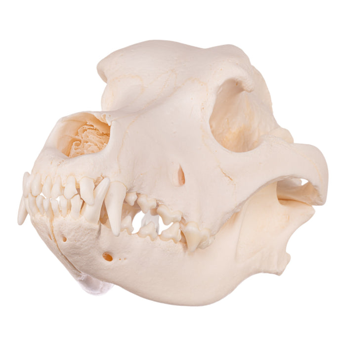 Real Domestic Dog Skull - Premium