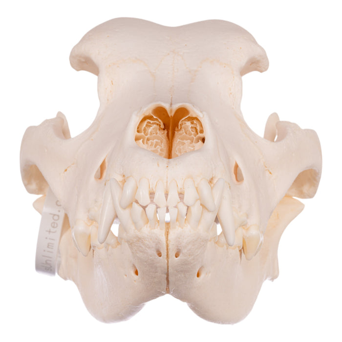 Real Domestic Dog Skull - Premium