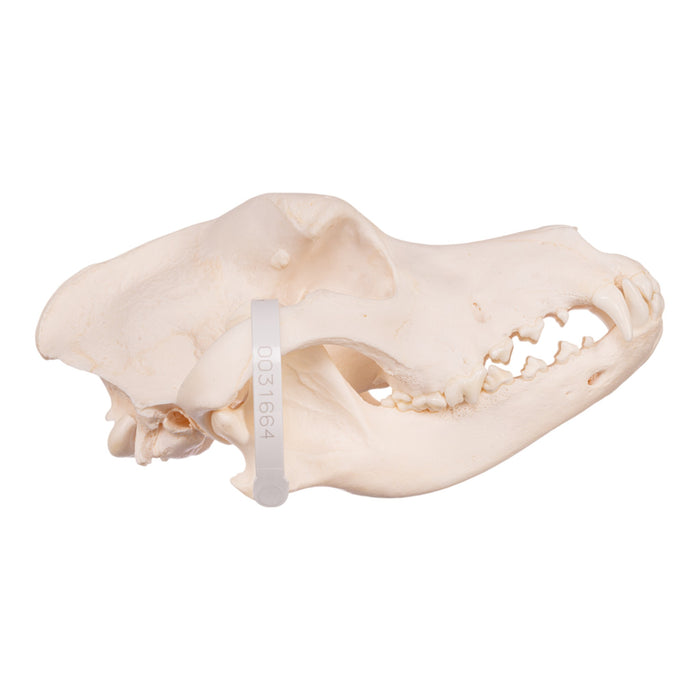 Real Domestic Dog Skull - Premium