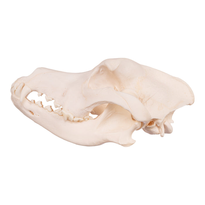 Real Domestic Dog Skull - Premium