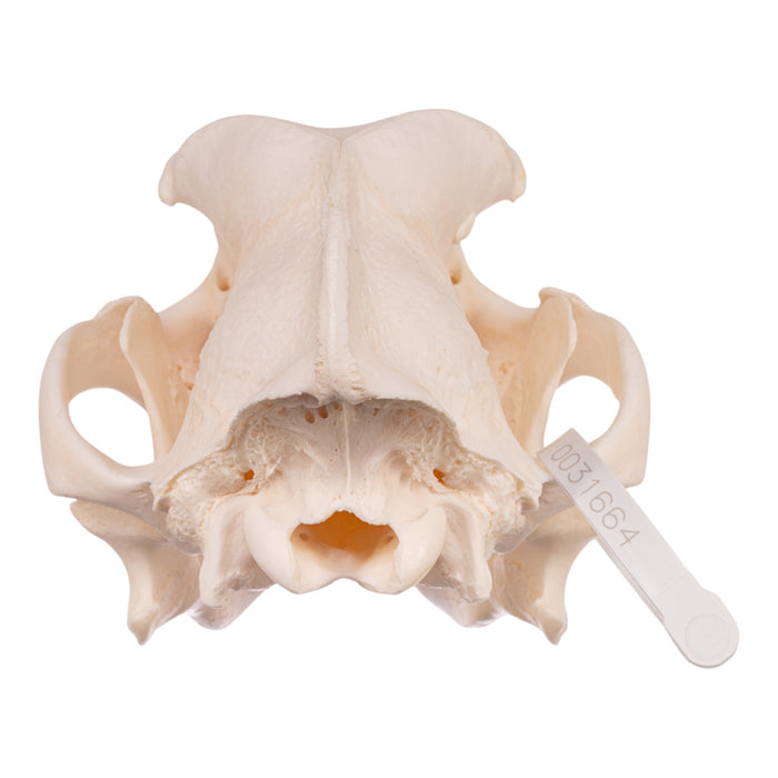 Real Domestic Dog Skull - Premium