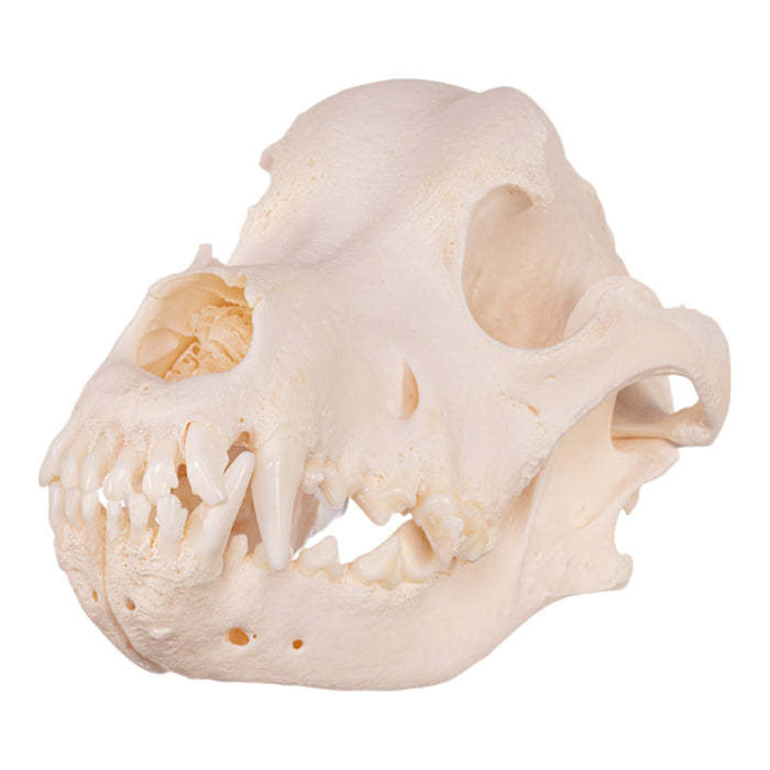 Real Domestic Dog Skull