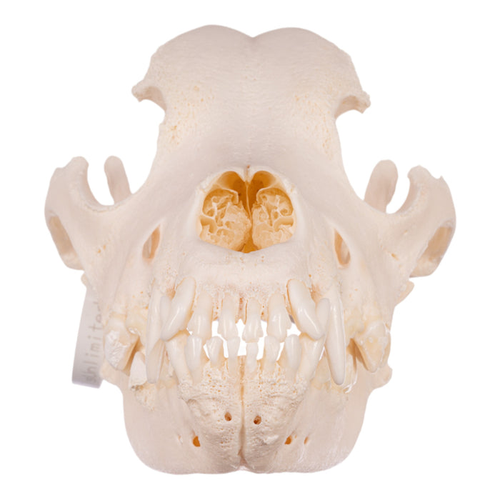 Real Domestic Dog Skull