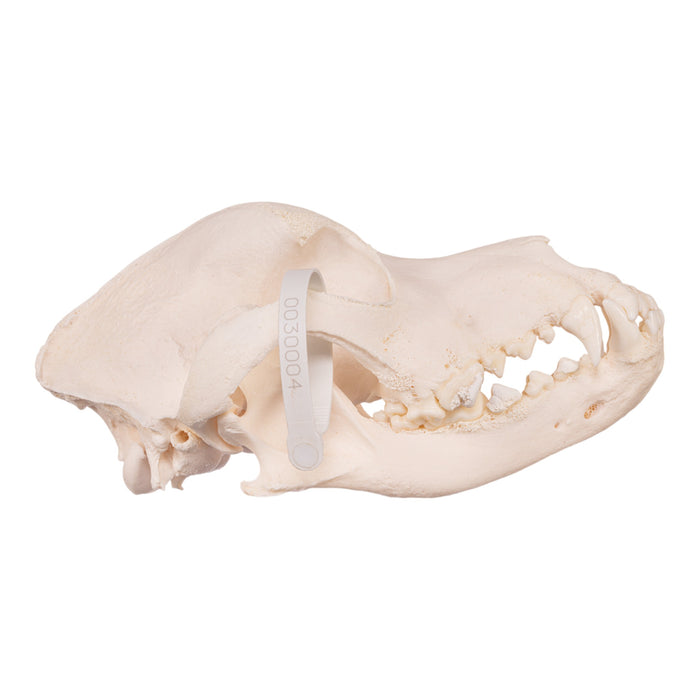 Real Domestic Dog Skull