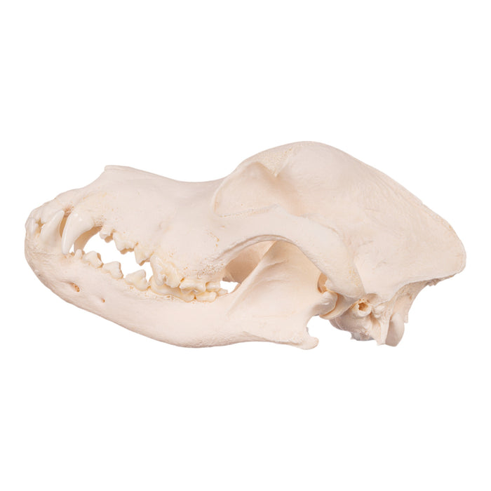 Real Domestic Dog Skull