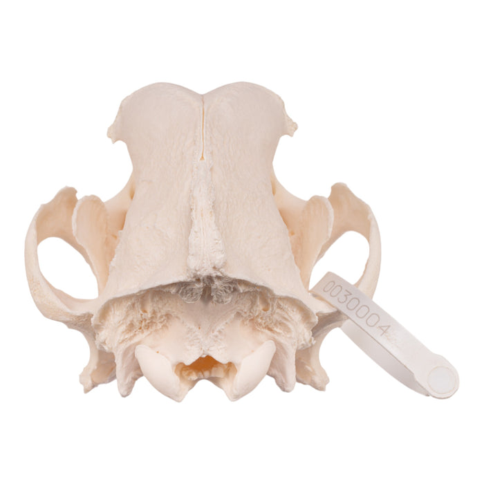 Real Domestic Dog Skull